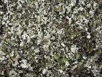 Cladonia foliacea 10, Zomersneeuw, Saxifraga-Willem van Kruijsbergen