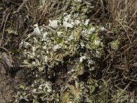 Cladonia foliacea 12, Zomersneeuw, Saxifraga-Willem van Kruijsbergen