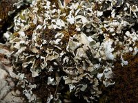 Cladonia foliacea 2, Zomersneeuw, Saxifraga-Jan van der Straaten
