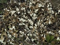 Cladonia foliacea 4, Zomersneeuw, Saxifraga-Willem van Kruijsbergen