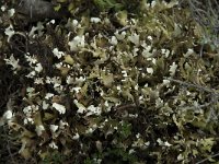 Cladonia foliacea 5, Zomersneeuw, Saxifraga-Willem van Kruijsbergen