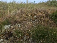 Cladonia foliacea 9, Zomersneeuw, Saxifraga-Hans Boll
