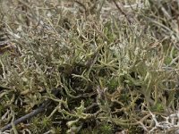 Cladonia furcata 11, Gevorkt heidestaartje, Saxifraga-Willem van Kruijsbergen