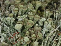 Cladonia grayi #04798 : Cladonia grayi, Bruin bekermos