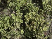 Cladonia grayi 10, Bruin bekermos, Saxifraga-Willem van Kruijsbergen