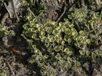 Cladonia grayi 11, Bruin bekermos, Saxifraga-Willem van Kruijsbergen
