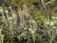 Cladonia grayi 14, Bruin bekermos, Saxifraga-Willem van Kruijsbergen