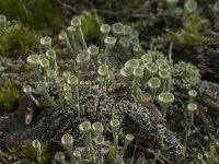 Cladonia grayi 17, Bruin bekermos, Saxifraga-Willem van Kruijsbergen