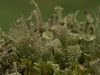 Cladonia grayi 2, Bruin bekermos, Saxifraga-Willem van Kruijsbergen