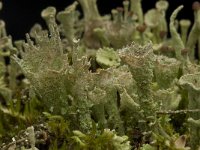 Cladonia grayi 3, Bruin bekermos, Saxifraga-Willem van Kruijsbergen