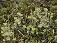 Cladonia grayi 4, Bruin bekermos, Saxifraga-Willem van Kruijsbergen