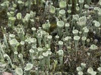 Cladonia grayi 5, Bruin bekermos, Saxifraga-Willem van Kruijsbergen