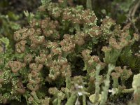 Cladonia grayi 6, Bruin bekermos, Saxifraga-Willem van Kruijsbergen