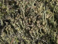 Cladonia grayi 9, Bruin bekermos, Saxifraga-Willem van Kruijsbergen