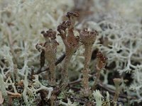Cladonia merochlorophaea 2, Saxifraga-Willem van Kruijsbergen