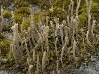 Cladonia ochrochlora 1, Saxifraga-Willem van Kruijsbergen
