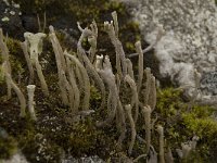 Cladonia ochrochlora 2, Saxifraga-Willem van Kruijsbergen