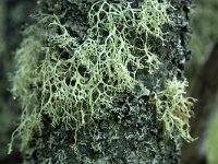 Lichen Cladonia portentosa : lichen, lichens, natural, nature, ramalia, growth, bearded moss, bearded mosses, Cladonia portentosa