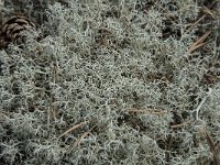 Cladonia portentosa 4, Open rendiermos, Saxifraga-Jan van der Straaten