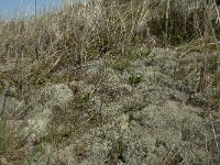 Cladonia portentosa 8, Open rendiermos, Saxifraga-Willem van Kruijsbergen