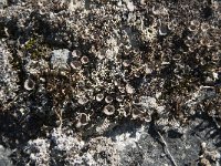 Cladonia pyxidata 1, Grof bekermos, Saxifraga-Jan van der Straaten