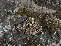 Cladonia pyxidata 2, Grof bekermos, Saxifraga-Jan van der Straaten