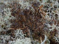 Cladonia ramulosa 1, Rafelig bekermos, Saxifraga-Willem van Kruijsbergen