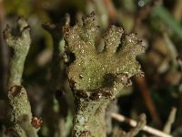Cladonia ramulosa 12, Rafelig bekermos, Saxifraga-Rutger Barendse