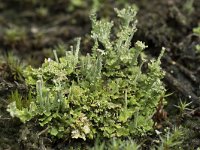 Cladonia ramulosa 13, Rafelig bekermos, Saxifraga-Willem van Kruijsbergen