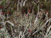 Cladonia ramulosa 16, Rafelig bekermos, Saxifraga-Willem van Kruijsbergen