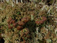 Cladonia ramulosa 3, Rafelig bekermos, Saxifraga-Willem van Kruijsbergen