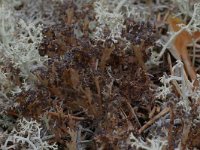 Cladonia ramulosa 4, Rafelig bekermos, Saxifraga-Willem van Kruijsbergen