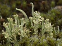 Cladonia ramulosa 6, Rafelig bekermos, Saxifraga-Willem van Kruijsbergen