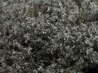 Cladonia rangiferina, Reindeer Lichen