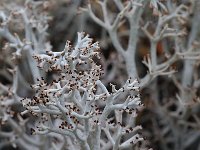 Cladonia rangiferina 2, Echt rendiermos, Saxifraga-Willem van Kruijsbergen