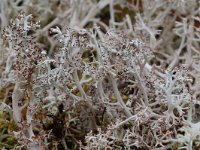 Cladonia rangiferina 3, Echt rendiermos, Saxifraga-Willem van Kruijsbergen