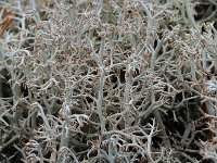 Cladonia rangiferina 4, Echt rendiermos, Saxifraga-Willem van Kruijsbergen