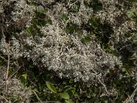 Cladonia rangiferina 5, Echt rendiermos, Saxifraga-Jan van der Straaten