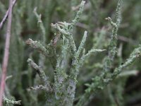 Cladonia scabriuscula 1, Ruw heidestaartje, Saxifraga-Rutger Barendse