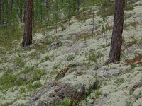 Cladonia 10, in Pinus sylvestris forest, Saxifraga-Willem van Kruijsbergen