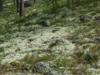 Cladonia 8, in Pinus sylvestris forest, Saxifraga-Willem van Kruijsbergen