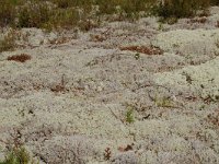 Cladonia sp 3, Saxifraga-Willem van Kruijsbergen
