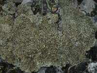 Cladonia strepsilis 1, Hamerblaadje, Saxifraga-Willem van Kruijsbergen