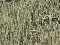 Cladonia subulata 3, Kronkelheidestaartje, Saxifraga-Willem van Kruijsbergen