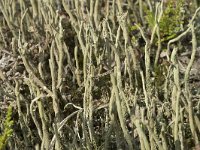 Cladonia subulata 4, Kronkelheidestaartje, Saxifraga-Willem van Kruijsbergen