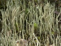 Cladonia subulata 5, Kronkelheidestaartje, Saxifraga-Willem van Kruijsbergen