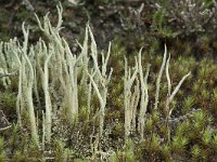 Cladonia subulata 6, Kronkelheidestaartje, Saxifraga-Willem van Kruijsbergen