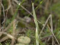 Cladonia subulata 8, Kronkelheidestaartje, Saxifraga-Willem van Kruijsbergen