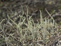 Cladonia subulata 9, Kronkelheidestaartje, Saxifraga-Willem van Kruijsbergen