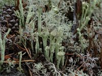 Cladonia sulphurina 1, Geel bekermos, Saxifraga-Willem van Kruijsbergen
